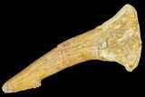 Fossil Sawfish (Onchopristis) Rostral Barb- Morocco #106385-1